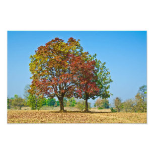 Foto Oleosa de Schleichera/carvalho de Ceilão/árvore 