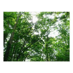 Foto Olhando para as árvores de verão