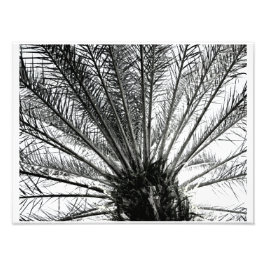 Foto Olhando para Cima // Palmeira da Flórida em Preto 