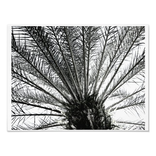 Foto Olhando para Cima // Palmeira da Flórida em Preto  (Frente)