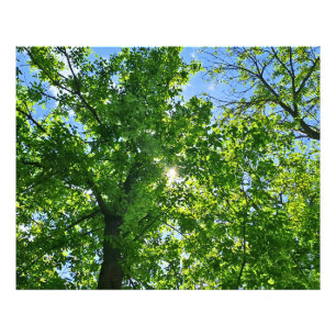 Foto Olhando para cima para Folhas Verdes e Céu Azul -