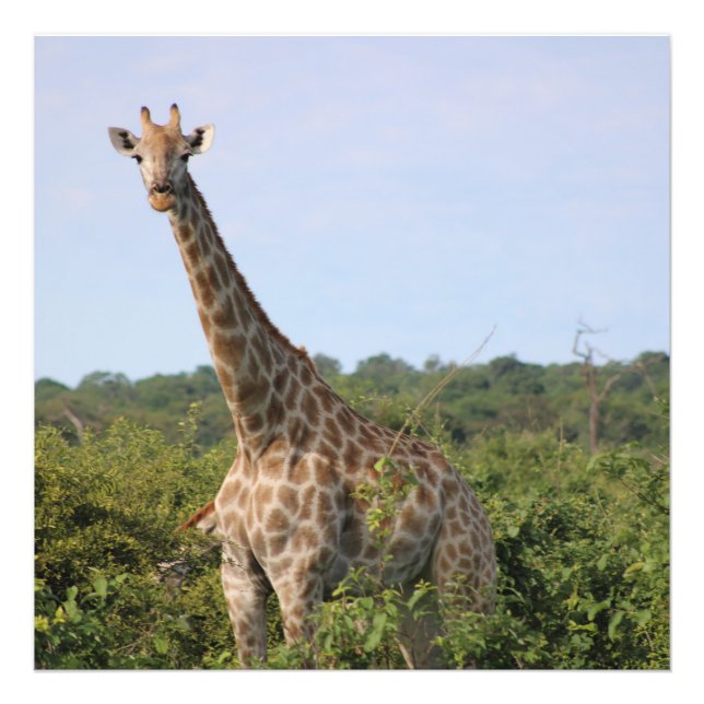 Foto Olhar de girafa (Frente)