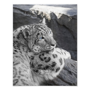 Foto Olhar fixo gelado do leopardo de neve