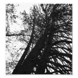 Foto Olhe para cima nas árvores