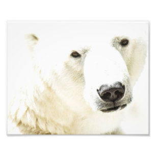Foto Olho de gelo de um urso polar