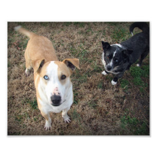 Foto olhos azuis+olhos castanhos