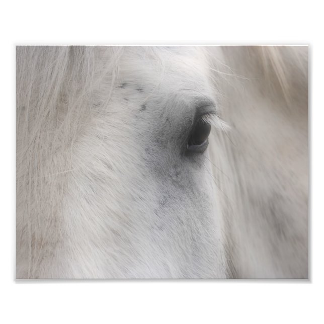 Foto Olhos Brancos De Cavalo De Percheron 8x10 (Frente)