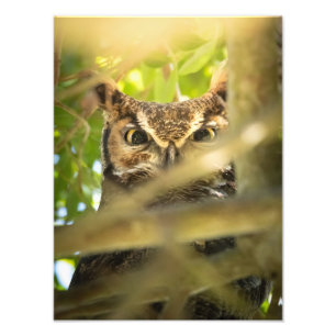 Foto Olhos da Floresta (Coruja-buraqueira)