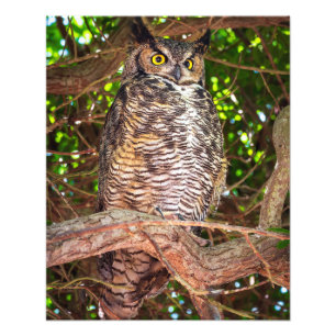 Foto Olhos da Noite: Coruja Buraqueira