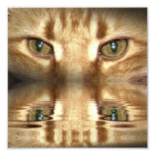 Foto Olhos de gato