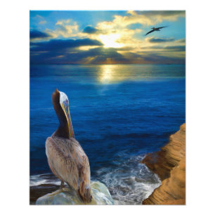 FOTO OLHOS DE SOL DE UM PELICAN