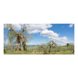 Foto Oliveiras velhas numa paisagem da Toscana