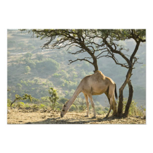 Foto Omã, Região de Dhofar, Salalah. Camelo