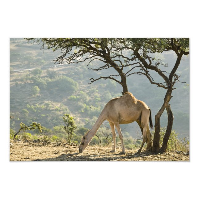 Foto Omã, Região de Dhofar, Salalah. Camelo (Frente)