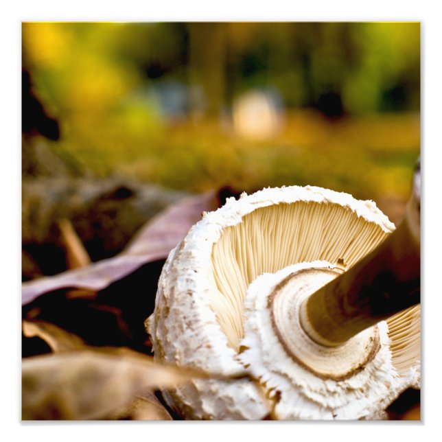 Foto Onde está Alice? Mushroom Ainda Vida (Frente)