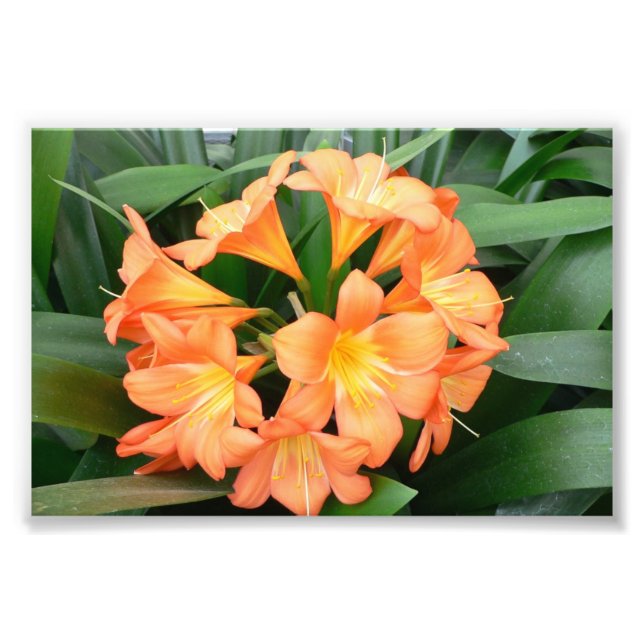 Foto Orange Bush Lily Flower ou Natal Lily (Frente)