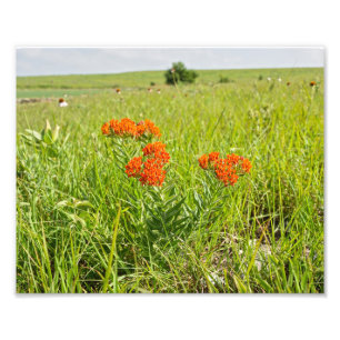Foto Orange Butterfly Weed, Kansas