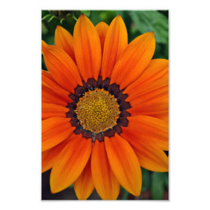 Foto Orange Gazania African Daisies Summer Flower