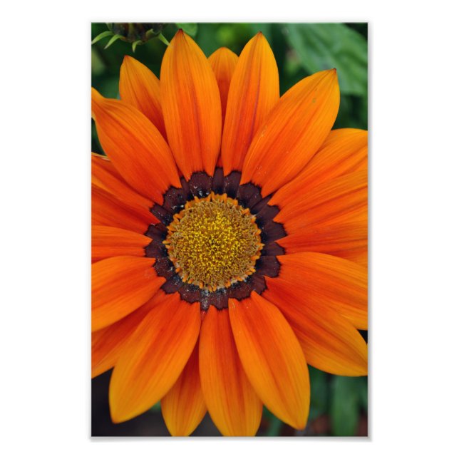 Foto Orange Gazania African Daisies Summer Flower (Frente)