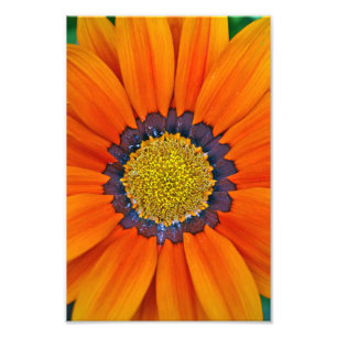 Foto Orange Gazania African Daisies Summer Flower