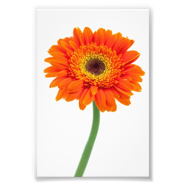 Foto Orange Gerbera Daisy Flower (Frente)