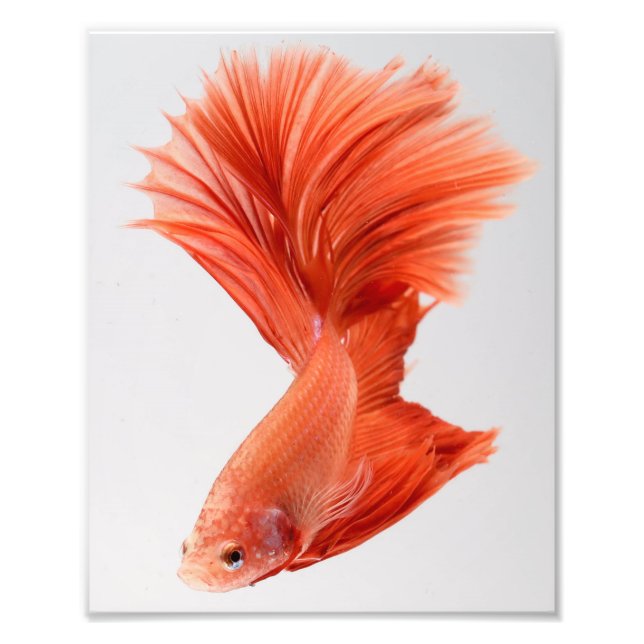 Foto Orange Halfmoon Betta Fish (Frente)