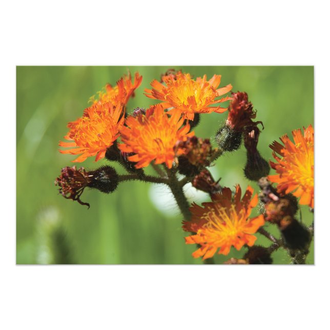 Foto Orange Hawkweed Wild Things (Frente)