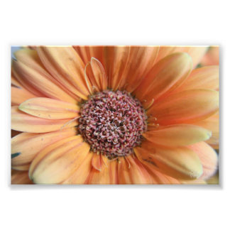 Foto Orange Sherbet Daisy