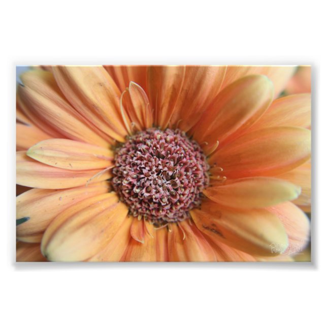 Foto Orange Sherbet Daisy (Frente)
