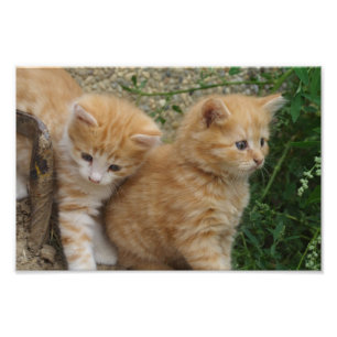 Foto Orange Tabby Siblings