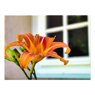 Foto Orange Tiger Lily