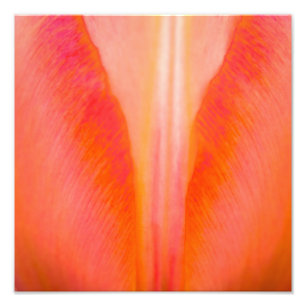 Foto Orange Tulip