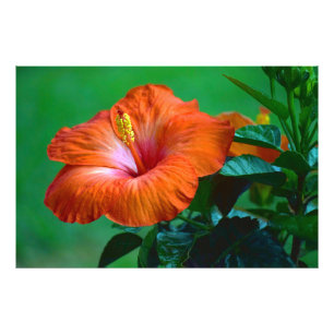 Foto Orange You Gorgegee Poster