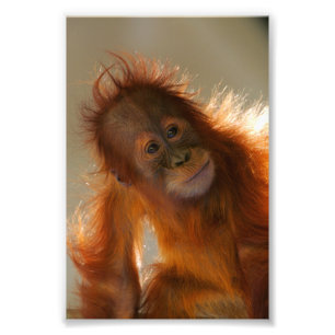 Foto Orangotango bonito do bebê