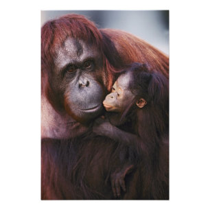 Foto Orangotango-de-sumatra fêmea com bebê, Pongo