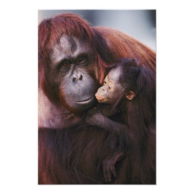 Foto Orangotango-de-sumatra fêmea com bebê, Pongo (Frente)
