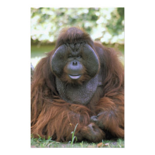 Foto Orangotango Pongo Pygmaeus