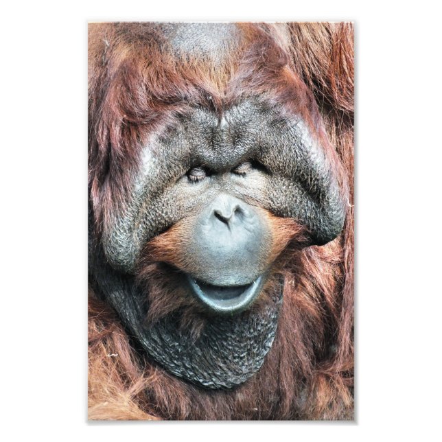 FOTO ORANGUTAN (Frente)