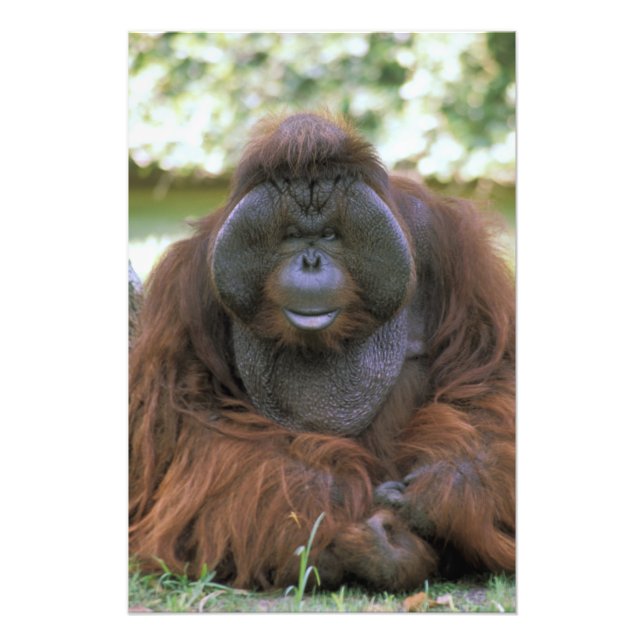 Foto Orangutan Pongo Pygmaeus (Frente)