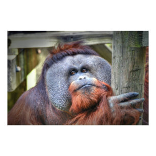 Foto Orangutano