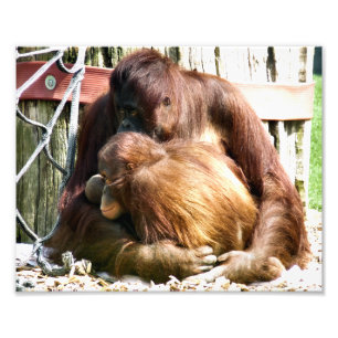 FOTO ORANGUTANOS