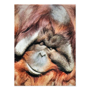 FOTO ORANGUTANOS