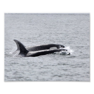 Foto Orca Duo!