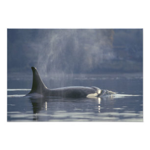 Foto Orca fêmea adulta (Orcinus Orca), Puget