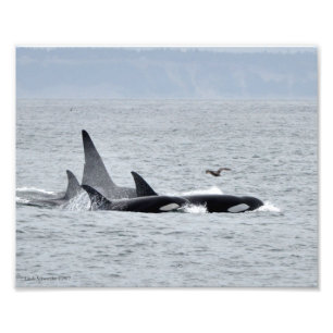 Foto Orca Whales!