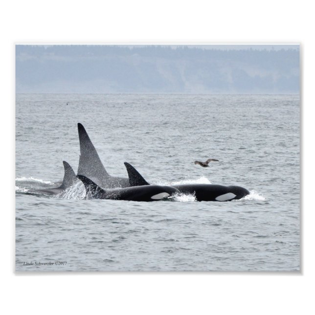 Foto Orca Whales! (Frente)