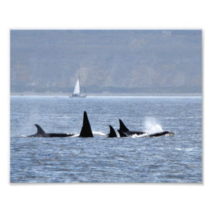 Foto Orca Whales Nadando Por