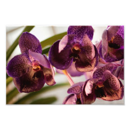 Foto Orchid Vanda Pure's Wax Flower Group