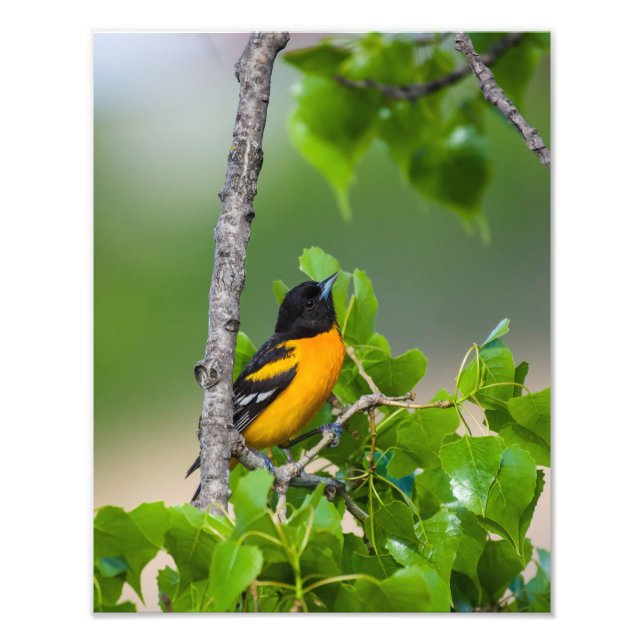 Foto Oriole Olhando Acima (Frente)