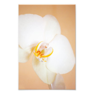 Foto Orquídea 8930